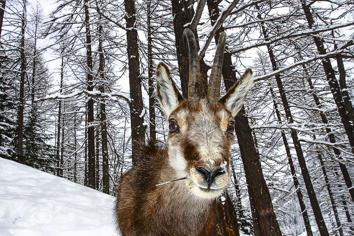 sguardo_leonessa